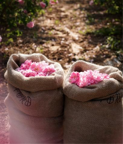 半亩花田玫瑰种植园