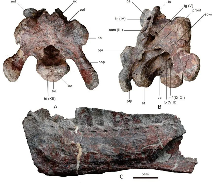 朐忍渝州龙化石