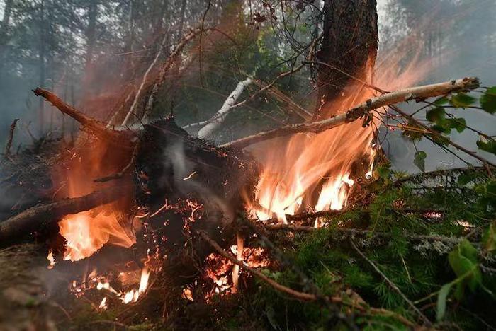 ▲气温升高加剧摩尔曼斯克的森林火灾风险