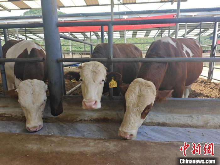 图为养殖场中戴着智慧耳标的肉牛。中新网记者 韩帅南 摄