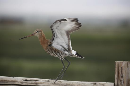 天山东部野生动植物。达吾提·热夏提摄