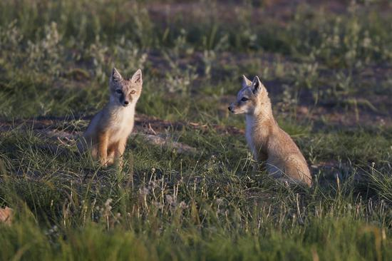天山东部野生动植物。达吾提·热夏提摄