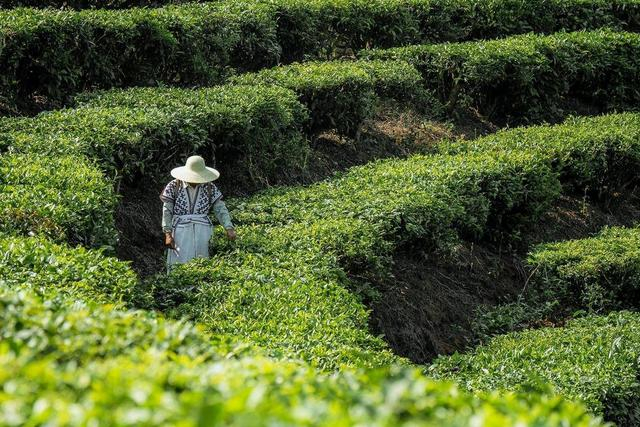 图：喜茶位于云南普洱的甄选茶园