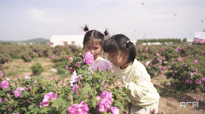 两个小女孩正在玫瑰园内采摘玫瑰花（央广网记者 刘博伦 摄）