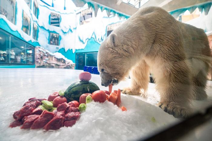 享受“自助果盘”的北极熊