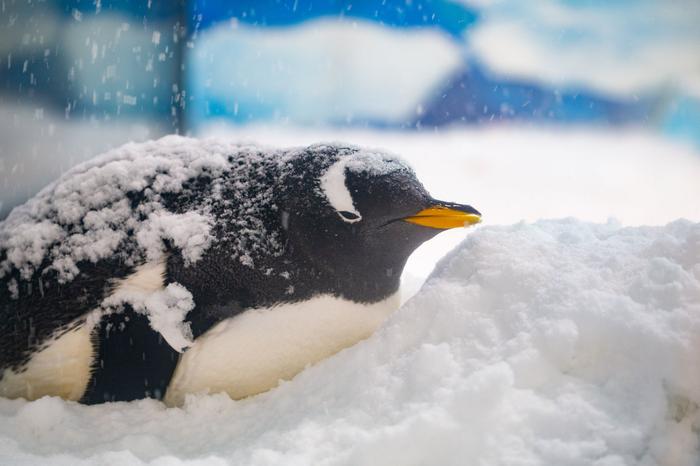 享受人工降雪的企鹅