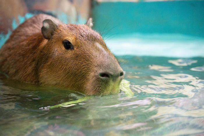 以情绪稳定出名的水豚享受水中进食