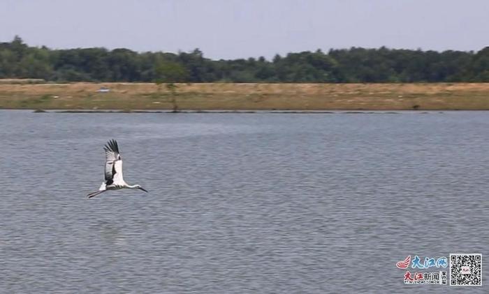 东方白鹳在湖面上飞行（图片来源于东乡区融媒体中心）