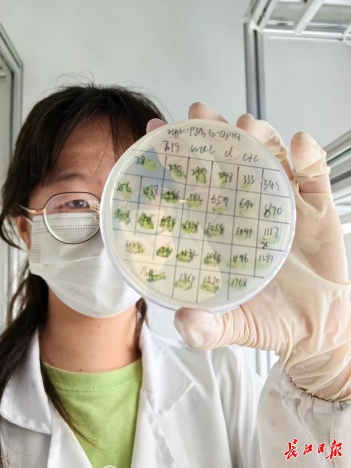 江汉大学胡长峰微藻合成生物学团队正在研究各种微藻。记者金文兵　摄