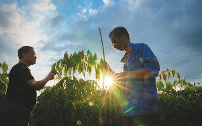 海南儋州国家橡胶树育种中心基地，科研人员在商讨橡胶树芽接工作难点。