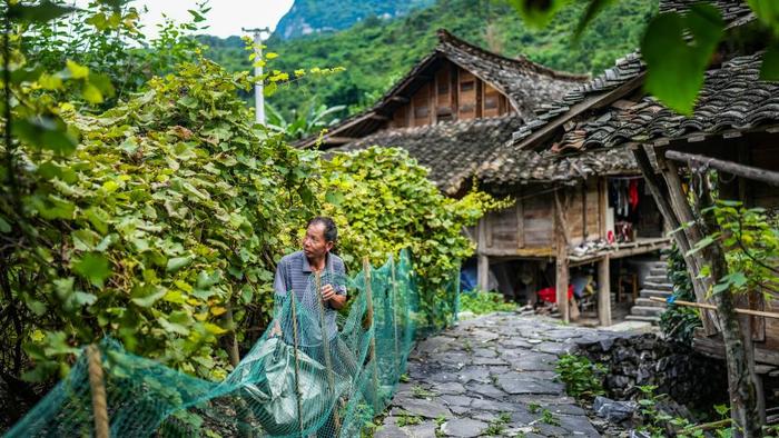天门村村民王华龙准备采收葡萄（7月16日摄）。