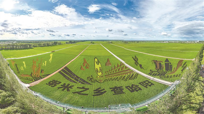 孕育查哈阳粥米的稻田。张盈摄