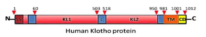 Klotho基因位于人类第13条染色体上
