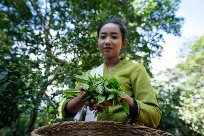  云南景迈山翁基古寨的布朗族茶农展示采摘的秋茶（2023年9月19日摄）。新华社记者 胡超 摄
