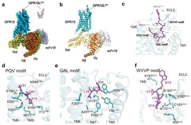 图2. GPR15L与GPR15的结合模式及相互作用界面