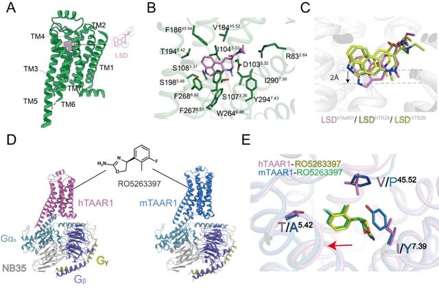 图3. TAAR1与不同配体的结合模式及相互作用界面
