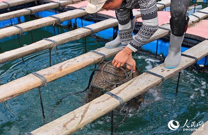 同心村村民王榕标将装有鲍鱼的养殖箱提出水面。人民网 黄东仪摄