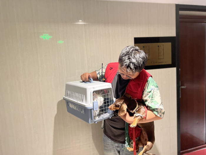 宠物侦探利用腊肠犬来寻找失踪猫咪