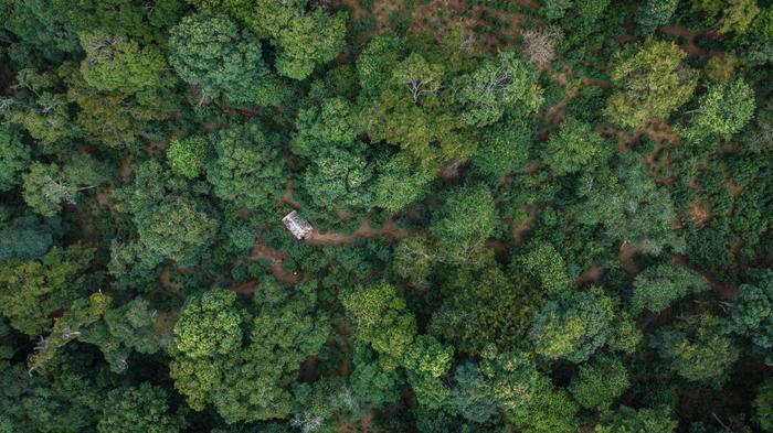  这是云南景迈山大平掌古茶林一景（2023年9月14日摄，无人机照片）。新华社记者 胡超 摄