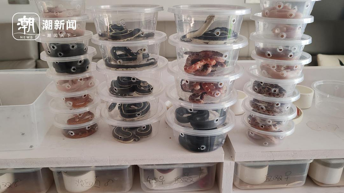 待销售的宠物蛇。陶景成 摄