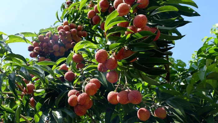 林娜娇摄（资料图）