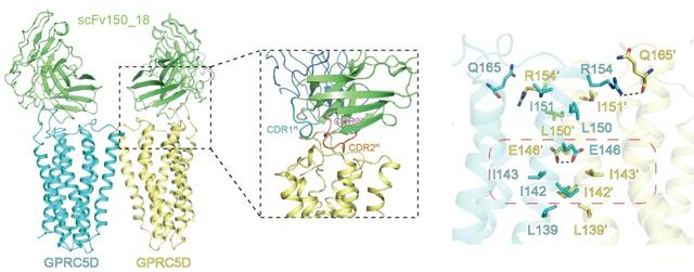 图1. GPRC5D与抗体复合物的结构及二聚体界面