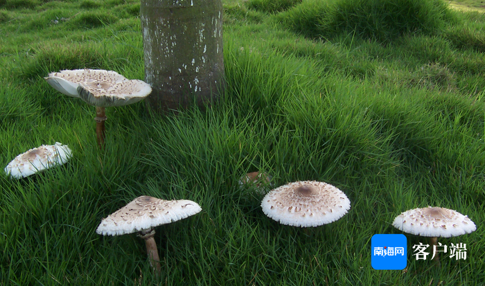 长在草坪里的大青褶伞。曾念开 摄