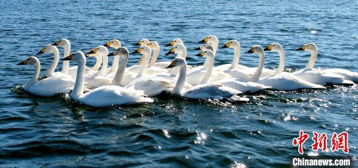太谷区良好的生态环境吸引来众多珍稀鸟类。孙泰雁 摄