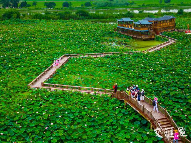 7月17日，盐城市建湖县九龙口景区，众多游客前来打卡、赏花。丁信枫 摄 视觉江苏网供图