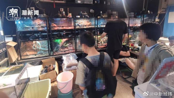 买家正在挑选蛇宠。陶景成 摄