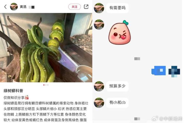 一些名为“科普”的帖子，实则在售卖濒危境外蛇绿树蟒。网络截图