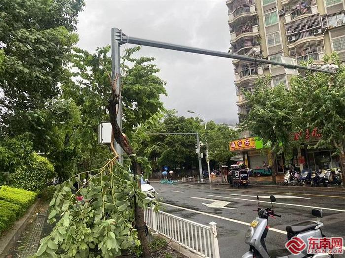 受台风影响，福州不少行道树被吹断。