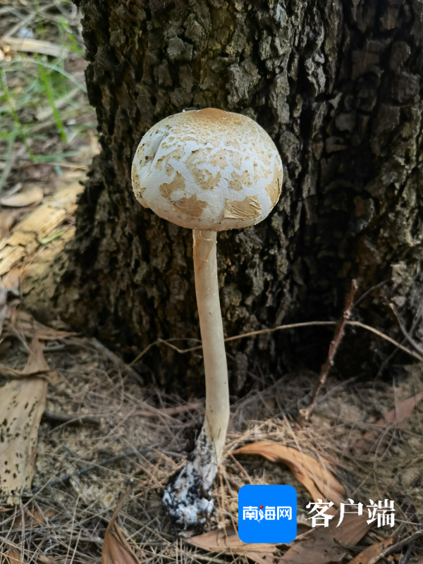 球盖青褶伞也有毒，不要自行采摘食用。曾念开 摄