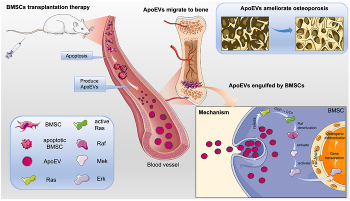 骨髓间充质干细胞移植治疗骨质疏松症的机制示意图