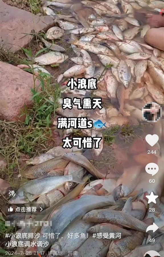 网友称小浪底流域河道出现死鱼（图片来源于网络）
