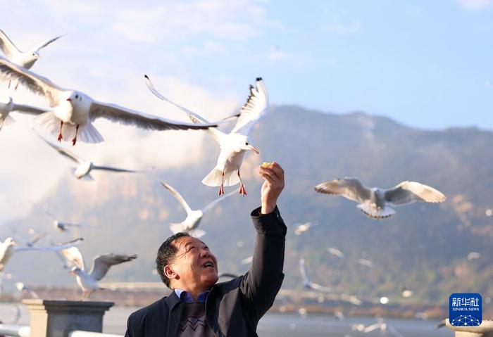 游客在云南省昆明滇池海埂大坝投喂红嘴鸥。新华社发（刘元嵩摄）