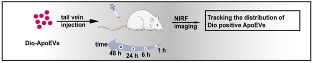 ApoEVs体内分布追踪实验设计示意图
