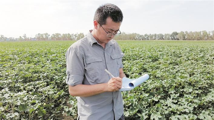     7月12日，吴博在试验田里察看棉花长势并记录下相关数据。    王芳芳  摄