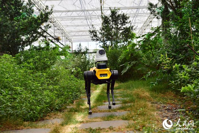 一台机器狗正在太空育种中草药繁育基地内“巡逻”。人民网记者 时雨摄