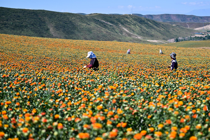 在新疆塔城地区裕民县巴尔鲁克山区红花种植区，工人在采摘红花丝（7月25日摄）。 新华社记者 丁磊 摄