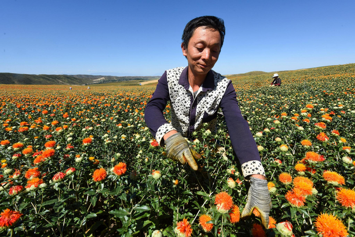 在新疆塔城地区裕民县巴尔鲁克山区红花种植区，工人在采摘红花丝（7月25日摄）。 新华社记者 黄晓勇 摄