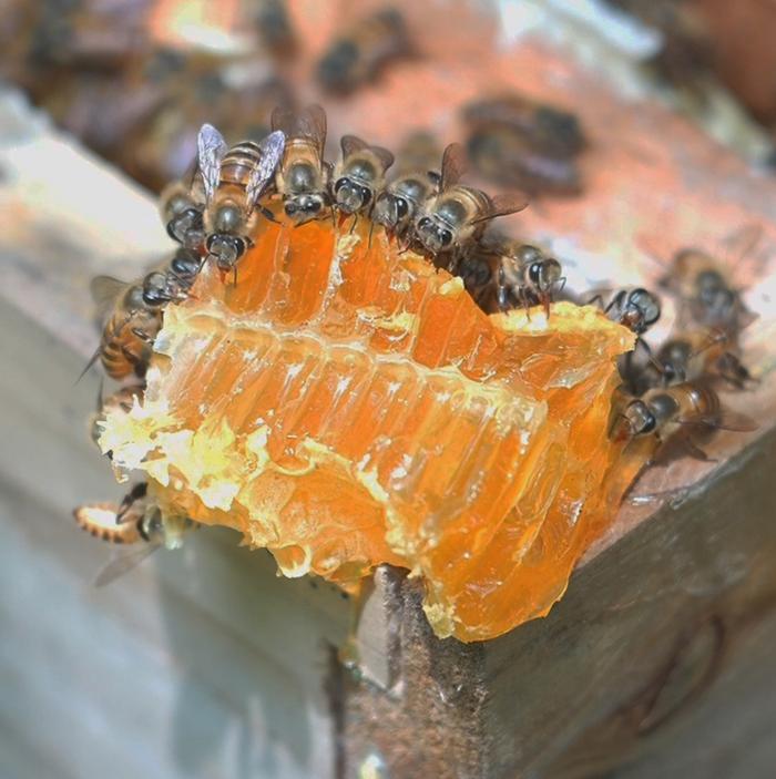 蜂箱中新鲜的蜂蜜（央广网记者左洋 摄）