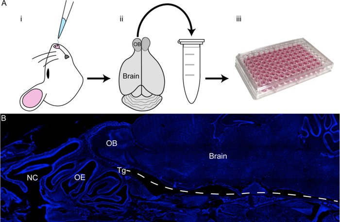 小鼠实验操作流程
