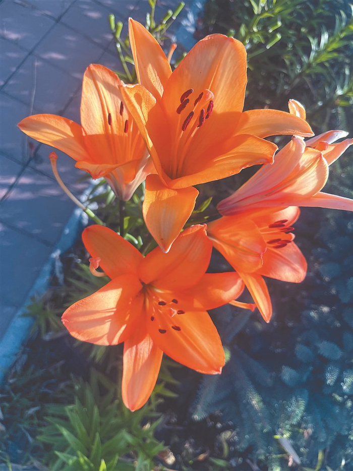     开放的百合花。