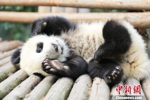 大熊猫“科琳”的宝宝。 成都大熊猫繁育研究基地供图