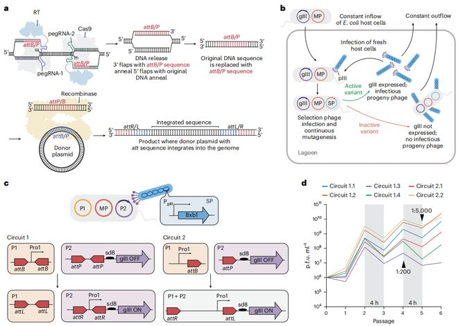 （来源：Nature Biomedical Engineering）