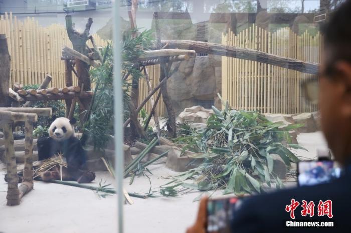 2023年8月6日，四川成都，一名巴基斯坦记者用手机拍摄大熊猫“芝麻”。中新社记者 刘占昆 摄