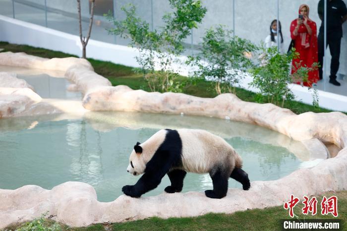 2022年11月，大熊猫“四海”在卡塔尔熊猫馆内。　中新社记者 富田 摄
