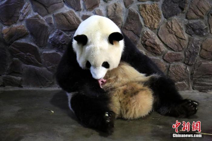2017年，大熊猫“晶晶”呵护宝宝。 成都大熊猫繁育研究基地供图