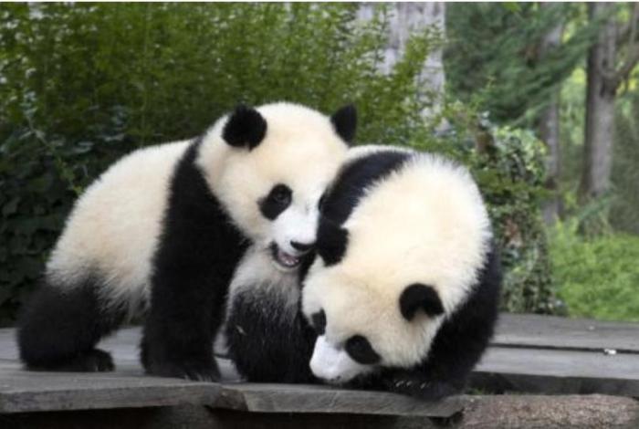 大熊猫“欢黎黎”“圆嘟嘟”。博瓦勒野生动物园供图